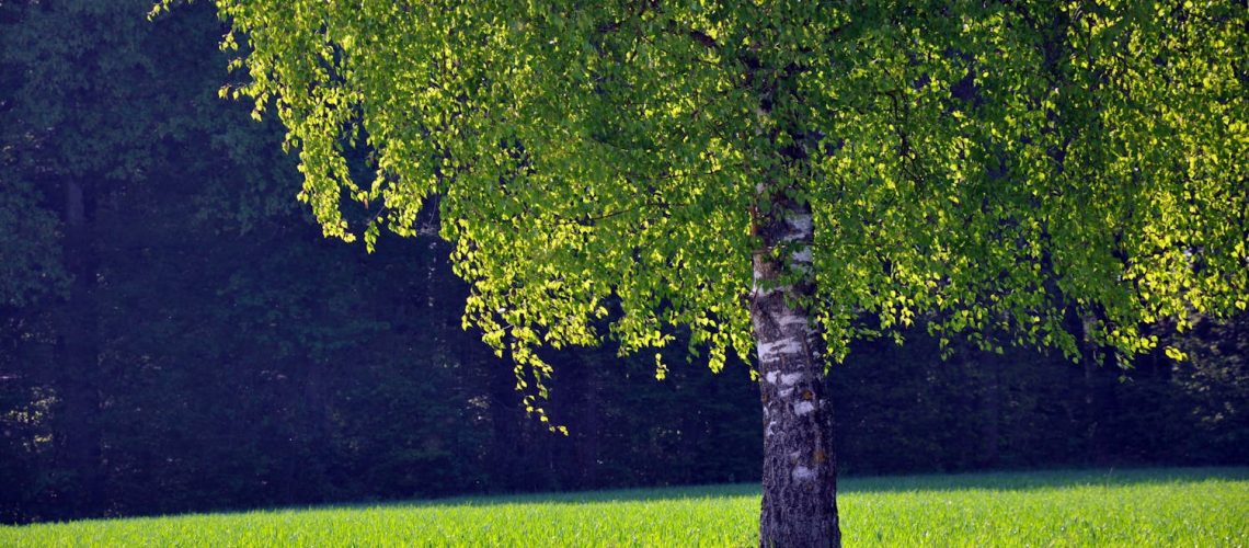 Carte allergie pollens 2025 : quel niveau de risque en ce moment, là où vous habitez ? Carte allergie pollens 2025 : quel niveau de risque en ce moment, là où vous habitez ?